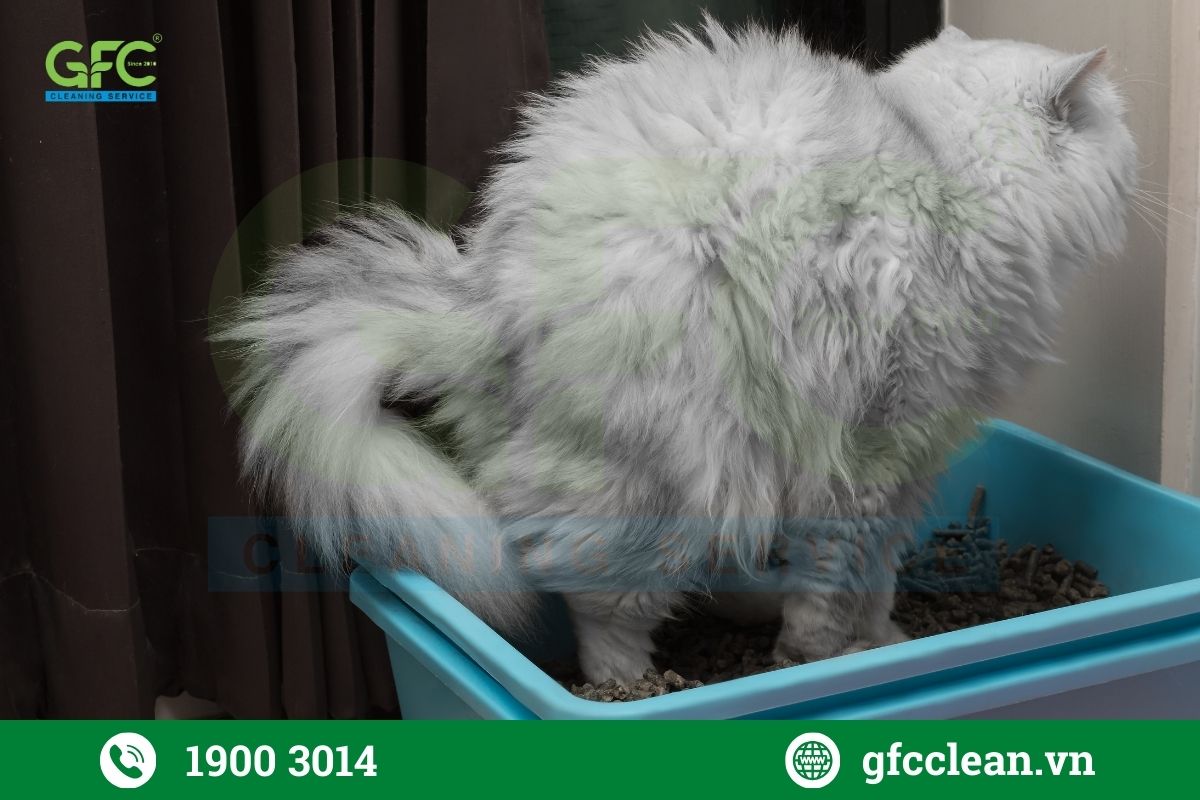 Hãy chọn khay vệ sinh có kích thước phù hợp với mèo nhà bạn