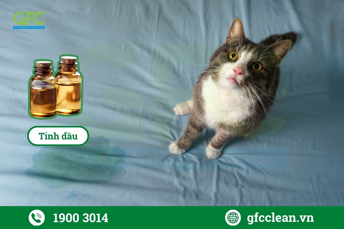 Tinh dầu có thể khử mùi khai nước tiểu mèo trong không khí hiệu quả